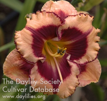 Daylily Olympic Gnome
